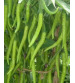 Chilli / Hot Pepper F1 Samaira 50 grams